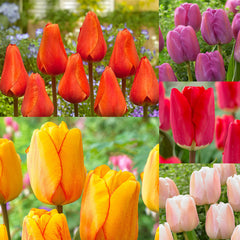 Rare Darwin Tulip Bulbs Collection Blooms Species Growing Bonsai Roots Rhizomes Corms Tubers Potted Planting Reblooming Fragrant Garden Flower Seeds Plant