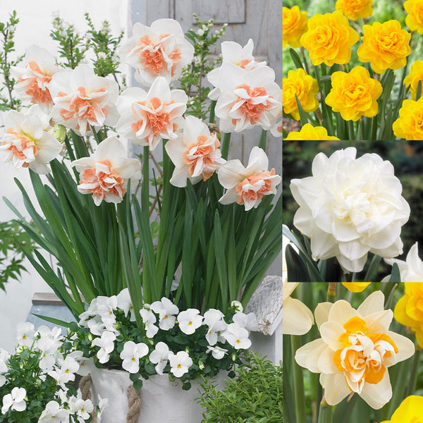 Rare Double Daffodil Collection Narcissus Bulbs Blooms Species Growing Bonsai Roots Rhizomes Corms Tubers Potted Planting Reblooming Fragrant Garden Flower Seeds Plant