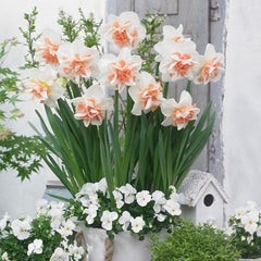 Rare Double Daffodil Collection Narcissus Bulbs Blooms Species Growing Bonsai Roots Rhizomes Corms Tubers Potted Planting Reblooming Fragrant Garden Flower Seeds Plant