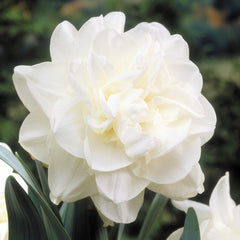 Rare Double Daffodil Collection Narcissus Bulbs Blooms Species Growing Bonsai Roots Rhizomes Corms Tubers Potted Planting Reblooming Fragrant Garden Flower Seeds Plant