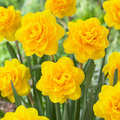 Rare Double Daffodil Collection Narcissus Bulbs Blooms Species Growing Bonsai Roots Rhizomes Corms Tubers Potted Planting Reblooming Fragrant Garden Flower Seeds Plant