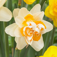 Rare Double Daffodil Collection Narcissus Bulbs Blooms Species Growing Bonsai Roots Rhizomes Corms Tubers Potted Planting Reblooming Fragrant Garden Flower Seeds Plant