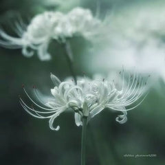 white spider lily demon slayer White Albiflora Lycoris Spider Lilies Bulbs Radiata Hurricane Lily Cluster Amayllis Growing Bonsai Roots Rhizomes Corms Tubers Potted Planting Reblooming Fragrant Garden Species Blooms Flower Seeds Plant Gardening
