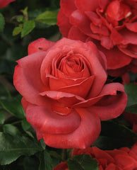 Hot Cocoa Rose Seedlings Flower Seeds Perennial Growing Bonsai Corms Tubers Potted Planting Reblooming Fragrant Garden Roots Rhizomes Species Blooms Plant Bulbs Gardening Tree