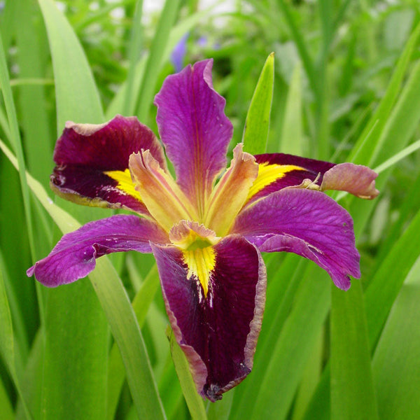 Jack Attack Louisiana Iris Growing Bonsai Seeds Flower Plant Bulbs Roots Rhizomes Corms Tubers Potted Planting Reblooming Fragrant Garden