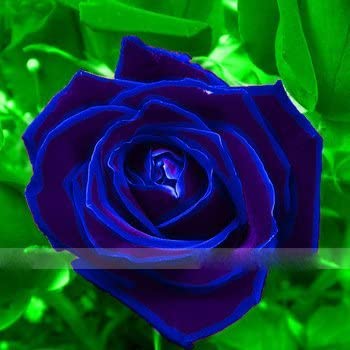 Purple Blue Rose Seedlings Flower Seeds Perennial Growing Bonsai Corms Tubers Potted Planting Reblooming Fragrant Garden Roots Rhizomes Species Blooms Plant Bulbs Gardening Tree