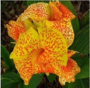 Gorgeous Canna Lily Bulbs Flowering Perennials Add Tropical Color to Your Summer Garden