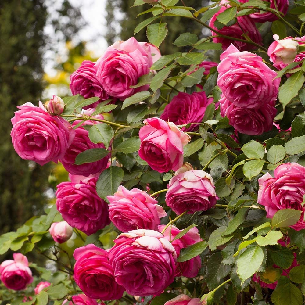 Pink Climbing Rose Seedlings Flower Seeds Perennial Growing Bonsai Corms Tubers Potted Planting Reblooming Fragrant Garden Roots Rhizomes Species Blooms Plant Bulbs Gardening Tree