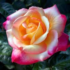 Love Peace Rose Seedlings Flower Seeds Perennial Growing Bonsai Corms Tubers Potted Planting Reblooming Fragrant Garden Roots Rhizomes Species Blooms Plant Bulbs Gardening Tree