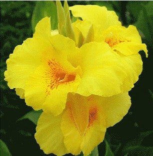 Gorgeous Canna Lily Bulbs Flowering Perennials Add Tropical Color to Your Summer Garden