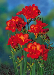 Double Red Freesia Bulbs Growing Bonsai Roots Rhizomes Corms Tubers Potted Planting Reblooming Fragrant Garden Species Blooms Flower Seeds Plant Gardening