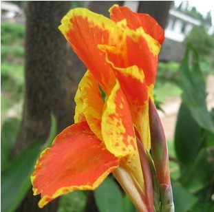 Gorgeous Canna Lily Bulbs Flowering Perennials Add Tropical Color to Your Summer Garden