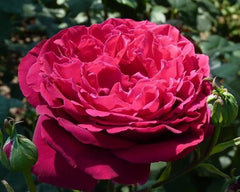 Proper Job Rose Seedlings Flower Seeds Perennial Growing Bonsai Corms Tubers Potted Planting Reblooming Fragrant Garden Roots Rhizomes Species Blooms Plant Bulbs Gardening Tree