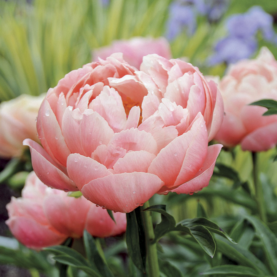 Coral Charm' Peony - Seedsplant