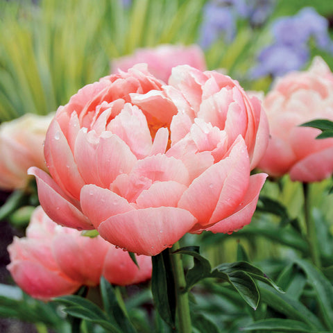 Coral Charm' Peony - Seedsplant