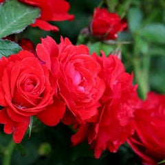 Robert Winston Rose Seedlings Flower Seeds Perennial Growing Bonsai Corms Tubers Potted Planting Reblooming Fragrant Garden Roots Rhizomes Species Blooms Plant Bulbs Gardening Tree