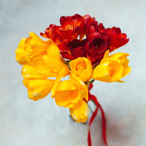 Burning Embers Freesia Bulbs Growing Bonsai Roots Rhizomes Corms Tubers Potted Planting Reblooming Fragrant Garden Species Blooms Flower Seeds Plant Gardening
