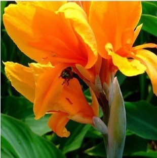 Gorgeous Canna Lily Bulbs Flowering Perennials Add Tropical Color to Your Summer Garden