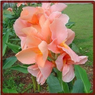 Gorgeous Canna Lily Bulbs Spectacular Tropical Flowers Plants Indoor Balcony Bonsai Bulbs