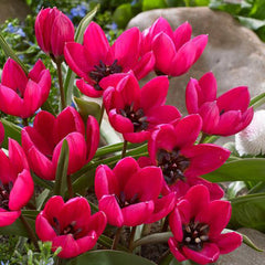 Tulip Humilis Collection Bulbs Blooms Species Growing Bonsai Roots Rhizomes Corms Tubers Potted Planting Reblooming Fragrant Garden Flower Seeds Plant