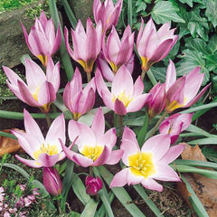 Tulip Humilis Collection Bulbs Blooms Species Growing Bonsai Roots Rhizomes Corms Tubers Potted Planting Reblooming Fragrant Garden Flower Seeds Plant