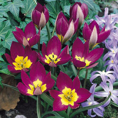 Tulip Humilis Collection Bulbs Blooms Species Growing Bonsai Roots Rhizomes Corms Tubers Potted Planting Reblooming Fragrant Garden Flower Seeds Plant