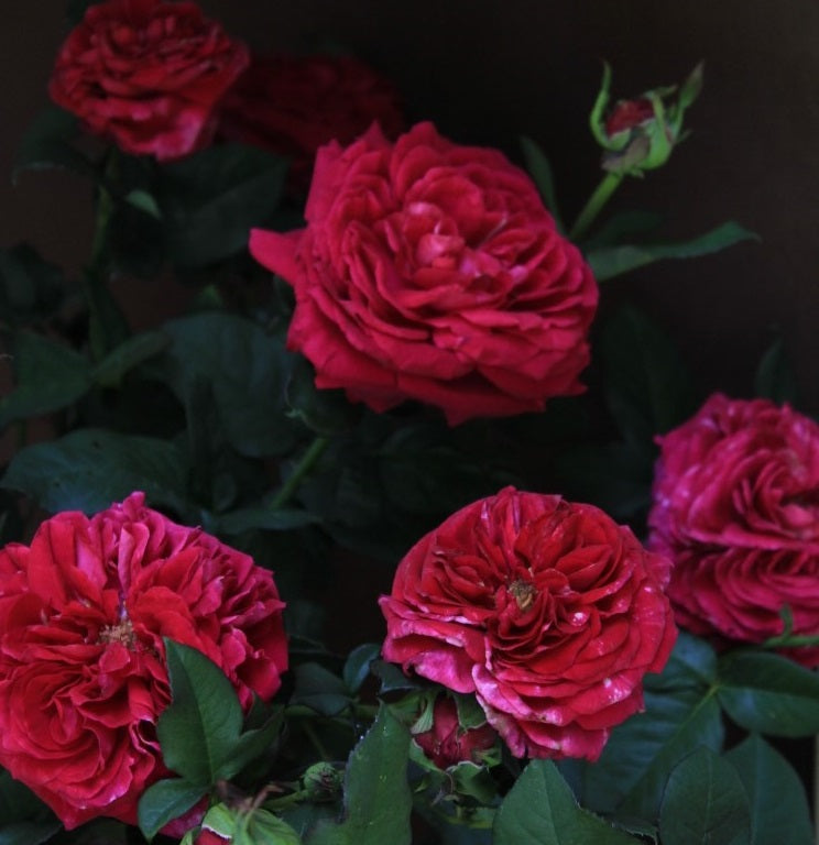 Proper Job Rose Seedlings Flower Seeds Perennial Growing Bonsai Corms Tubers Potted Planting Reblooming Fragrant Garden Roots Rhizomes Species Blooms Plant Bulbs Gardening Tree