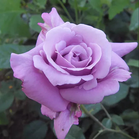 Michael Rose Seedlings Flower Seeds Perennial Growing Bonsai Corms Tubers Potted Planting Reblooming Fragrant Garden Roots Rhizomes Species Blooms Plant Bulbs Gardening Tree