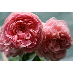 Dames Rose Seedlings Flower Seeds Perennial Growing Bonsai Corms Tubers Potted Planting Reblooming Fragrant Garden Roots Rhizomes Species Blooms Plant Bulbs Gardening Tree - Seedsplant