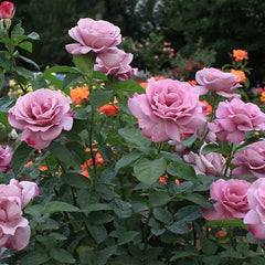 Modi Blue Rose Seedlings Flower Seeds Perennial Growing Bonsai Corms Tubers Potted Planting Reblooming Fragrant Garden Roots Rhizomes Species Blooms Plant Bulbs Gardening Tree