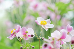 5 Bulb of Anemone - Queen Charlotte - Japanese Anemone