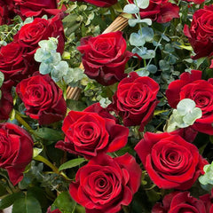 Mix Colors Rose Seedlings Flower Seeds Perennial Growing Bonsai Corms Tubers Potted Planting Reblooming Fragrant Garden Roots Rhizomes Species Blooms Plant Bulbs Gardening Tree