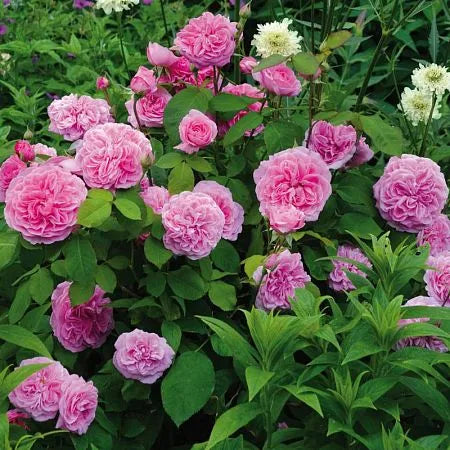 Gertrude Jekyll Rose Seedlings Flower Seeds Perennial Growing Bonsai Corms  Tubers Potted Planting Reblooming Fragrant Garden Roots Rhizomes Species  Blooms Plant Bulbs Gardening Tree