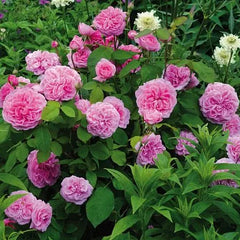 Gertrude Jekyll Rose Seedlings Flower Seeds Perennial Growing Bonsai Corms Tubers Potted Planting Reblooming Fragrant Garden Roots Rhizomes Species Blooms Plant Bulbs Gardening Tree