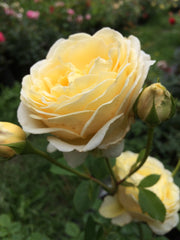 Sunrise Rose Seedlings Flower Seeds Perennial Growing Bonsai Corms Tubers Potted Planting Reblooming Fragrant Garden Roots Rhizomes Species Blooms Plant Bulbs Gardening Tree