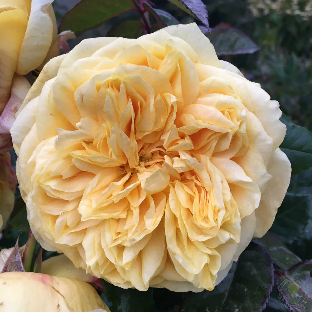 Ideas of the garden Rose Seedlings Flower Seeds Perennial Growing Bonsai Corms Tubers Potted Planting Reblooming Fragrant Garden Roots Rhizomes Species Blooms Plant Bulbs Gardening Tree