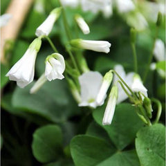 Regnellii Oxalis Bulbs Wood Sorrel Shamrock Perennial Growing Bonsai Roots Rhizomes Corms Tubers Potted Planting Reblooming Fragrant Garden Species Blooms Flower Seeds Plant Gardening - Seedsplant