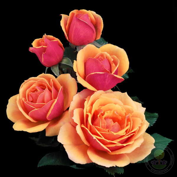 Pride of Cheshire Rose Seedlings Flower Seeds Perennial Growing Bonsai Corms Tubers Potted Planting Reblooming Fragrant Garden Roots Rhizomes Species Blooms Plant Bulbs Gardening Tree