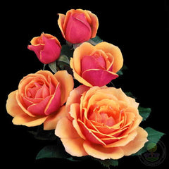 Pride of Cheshire Rose Seedlings Flower Seeds Perennial Growing Bonsai Corms Tubers Potted Planting Reblooming Fragrant Garden Roots Rhizomes Species Blooms Plant Bulbs Gardening Tree