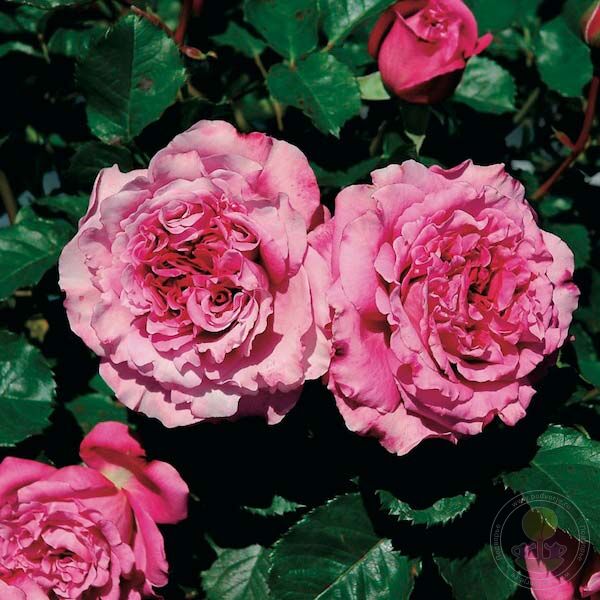 Rosa Agnes Schilliger Rose Seedlings Flower Seeds Perennial Growing Bonsai Corms Tubers Potted Planting Reblooming Fragrant Garden Roots Rhizomes Species Blooms Plant Bulbs Gardening Tree - Seedsplant