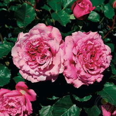 Rosa Agnes Schilliger Rose Seedlings Flower Seeds Perennial Growing Bonsai Corms Tubers Potted Planting Reblooming Fragrant Garden Roots Rhizomes Species Blooms Plant Bulbs Gardening Tree