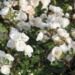 Alba meideland Rose Plant Seedlings Flower Seeds Perennial Growing Bonsai Corms Tubers Potted Planting Reblooming Fragrant Garden Roots Rhizomes Species Blooms Bulbs Gardening Tree