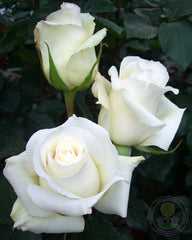 Anastasia Rose Seedlings Flower Seeds Perennial Growing Bonsai Corms Tubers Potted Planting Reblooming Fragrant Garden Roots Rhizomes Species Blooms Plant Bulbs Gardening Tree