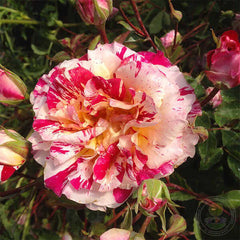 Anjou Velo Vintage Rose Seedlings Flower Seeds Perennial Growing Bonsai Corms Tubers Potted Planting Reblooming Fragrant Garden Roots Rhizomes Species Blooms Plant Bulbs Gardening Tree