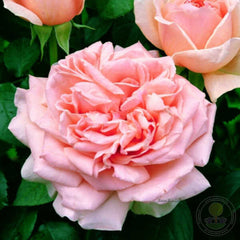 Bienvenue Rose Seedlings Flower Seeds Perennial Growing Bonsai Corms Tubers Potted Planting Reblooming Fragrant Garden Roots Rhizomes Species Blooms Plant Bulbs Gardening Tree