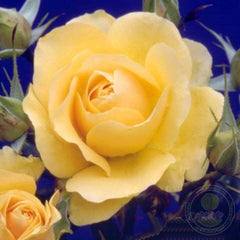 Atco Royale Rose Seedlings Flower Seeds Perennial Growing Bonsai Corms Tubers Potted Planting Reblooming Fragrant Garden Roots Rhizomes Species Blooms Plant Bulbs Gardening Tree