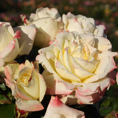 Oh, my god Rose Seedlings Flower Seeds Perennial Growing Bonsai Corms Tubers Potted Planting Reblooming Fragrant Garden Roots Rhizomes Species Blooms Plant Bulbs Gardening Tree