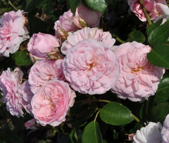 Blush Winterjewel Rose Plant Seedlings Flower Seeds Perennial Growing Bonsai Corms Tubers Potted Planting Reblooming Fragrant Garden Roots Rhizomes Species Blooms Bulbs Gardening Tree