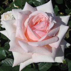 United States of America Rose Seedlings Flower Seeds Perennial Growing Bonsai Corms Tubers Potted Planting Reblooming Fragrant Garden Roots Rhizomes Species Blooms Plant Bulbs Gardening Tree