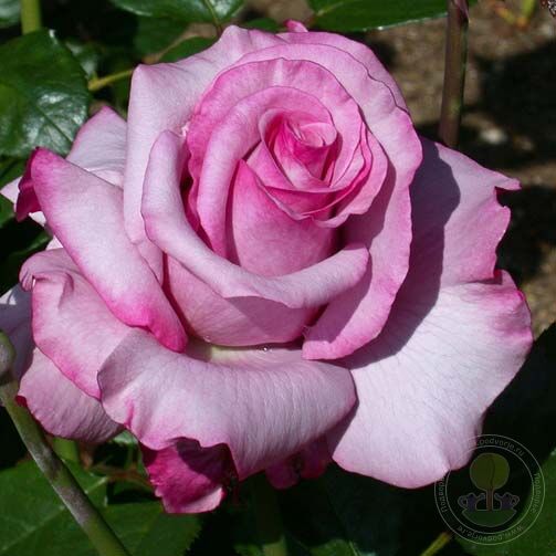 Barbara Streisand Rose Seedlings Flower Seeds Perennial Growing Bonsai Corms Tubers Potted Planting Reblooming Fragrant Garden Roots Rhizomes Species Blooms Plant Bulbs Gardening Tree